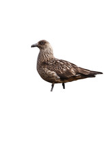 Great skua, Stercorarius skua,