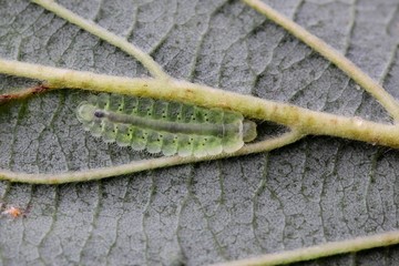 Sawfly larva, Platycampus luridiventris, feeding on Alnus leaf