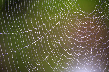 蜘蛛の巣と水滴