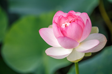 Obraz premium 蓮の花