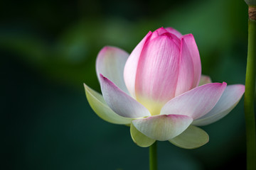 Obraz premium 蓮の花