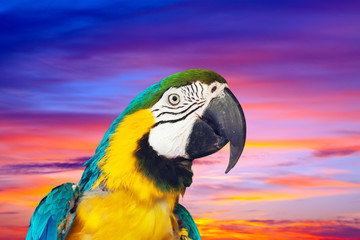 macaw against sunset sky