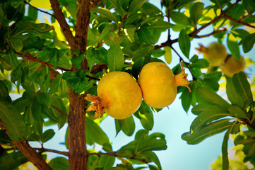 pomegranate on a tree