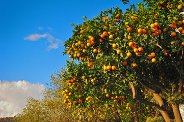Ripe oranges.  on a tree