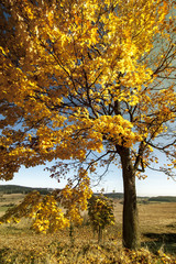 Fototapeta na wymiar Autumn Tree Detail with Meadow on Background