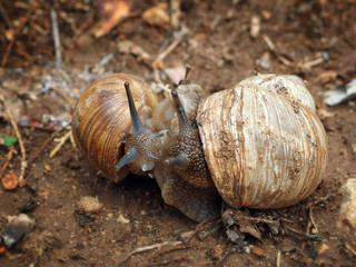 Hugging snails