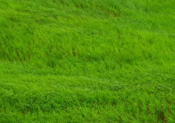 Green grasses blowing in the field of countryside in Thailand