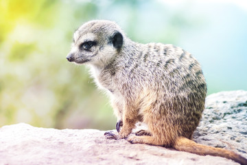 Suricate - Meerkat - Suricatta Portrait. Little Animal Sitting on Rock on Sunny Day.