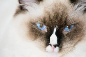 Ragdoll Cat