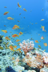 Fototapeta na wymiar Coral reef with shoal of fishes scalefin anthias in tropical sea