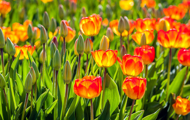 Red and yellow blossoming tulips in early morning sunlight