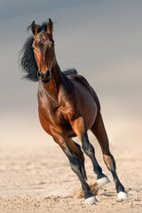 Naklejka na ściany i meble Bay horse with long mane run gallop in sand