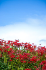 彼岸花と青空