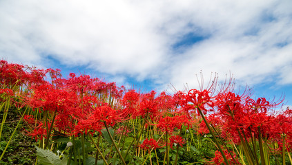彼岸花と青空