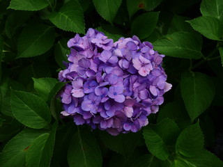Purple Hydrangea