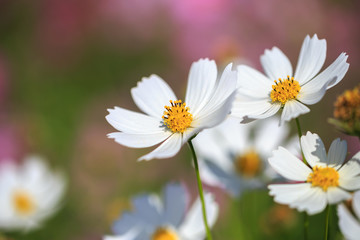 コスモスの花
