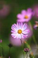 Fototapeta premium コスモスの花