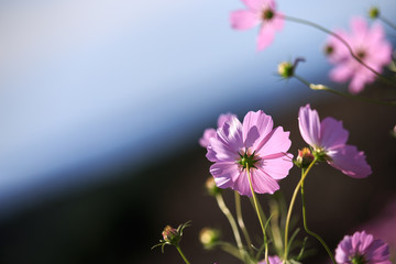 Obraz premium コスモスの花