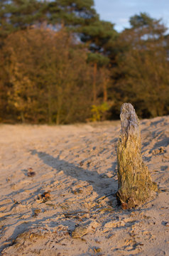 Relic of an old tree
