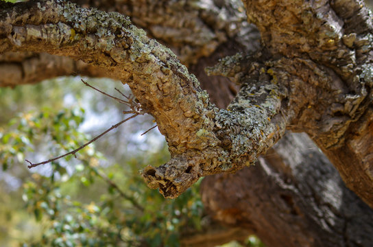 Corktree