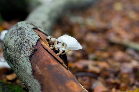 White Mushrooms
