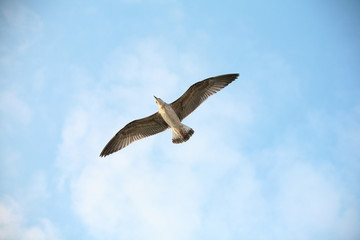 Flying seagull and sky