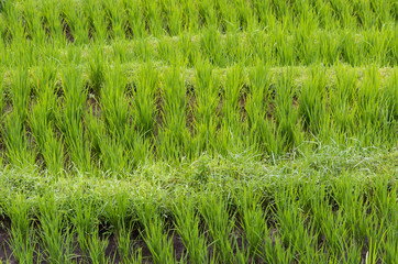 Rice Paddy in Bali.