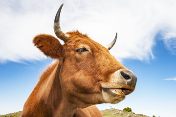 Mucca simpatica