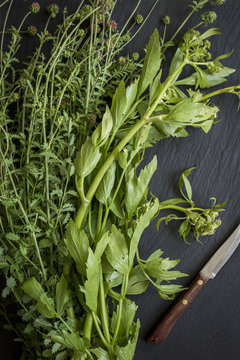 Herbs fresh from the market on slate board. Top view