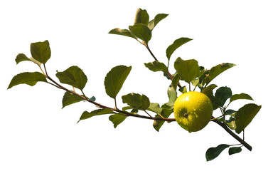 Apple on a branch