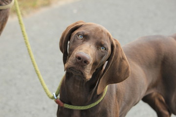 German Shorthaired Pointer
