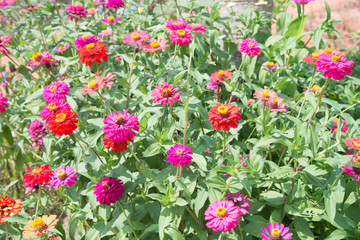 Zinnia floral in garden
