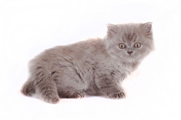 kitten Selkirk Rex on white background gray color, cat got scare