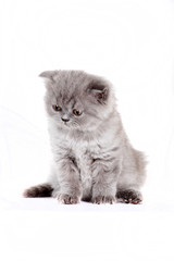 kitten Selkirk Rex on white background gray color