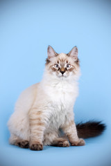 young beautiful cat breed Neva masquerade on a blue background i
