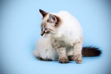 young beautiful cat breed Neva masquerade on a blue background i