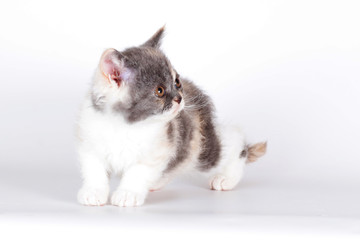Kitten of breed Selkirk Rex tricolor color on a light gray backg