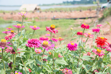 Zinnia floral in garden