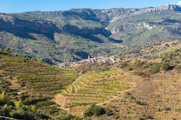 Fototapeta na wymiar The Comarca Priorat is a famous wine-growing area where the prestigious wine of the Priorat and Montsant is produced. In the background the village La Vilella Alta. Wine grows here since 12th century
