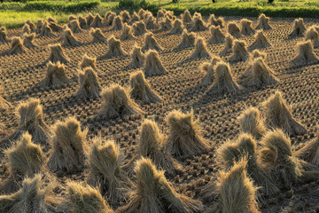 稲藁の「おちょんぼ」