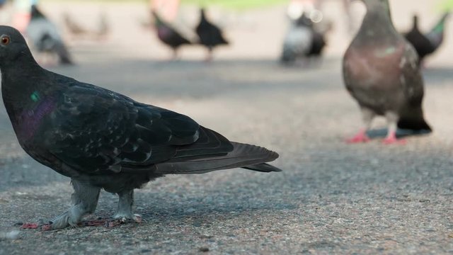 Pigeons Stroll in the Park Area