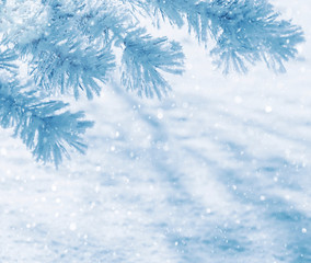 Winter natural background with pine branches in the frost