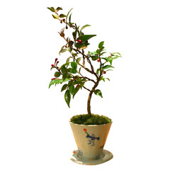 Japanese foliage plants