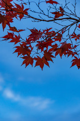 紅葉