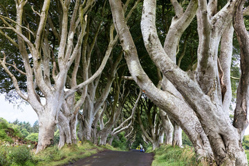 Magical forest, Northern Ireland