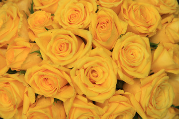 Obraz na płótnie Canvas Yellow wedding roses