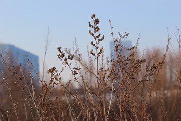 Urban landscape in autumn.