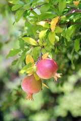 Два созревающих плода граната на ветке