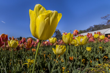 Yellow tulips blooming in spring with blue sky background.
