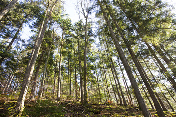 Fôret en perspective